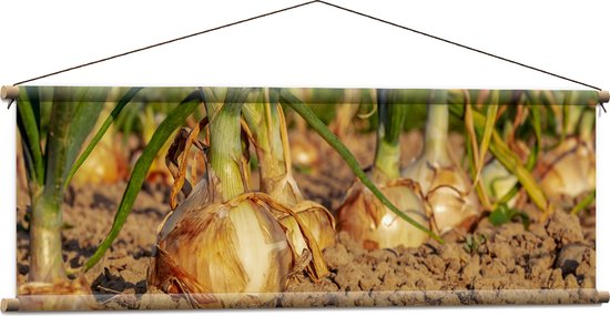 WallClassics - Affiche Textile - Oignons en Terre - 120x40 cm Photo sur Textile