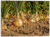 WallClassics - Panneau de mousse PVC - Oignons en pleine Terre - Photo 40x30 cm sur panneau de mousse PVC (avec système de suspension)