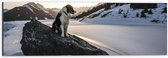 WallClassics - Dibond - Hond op een Rots in de Sneeuw tussen de Bergen - 60x20 cm Foto op Aluminium (Wanddecoratie van metaal)