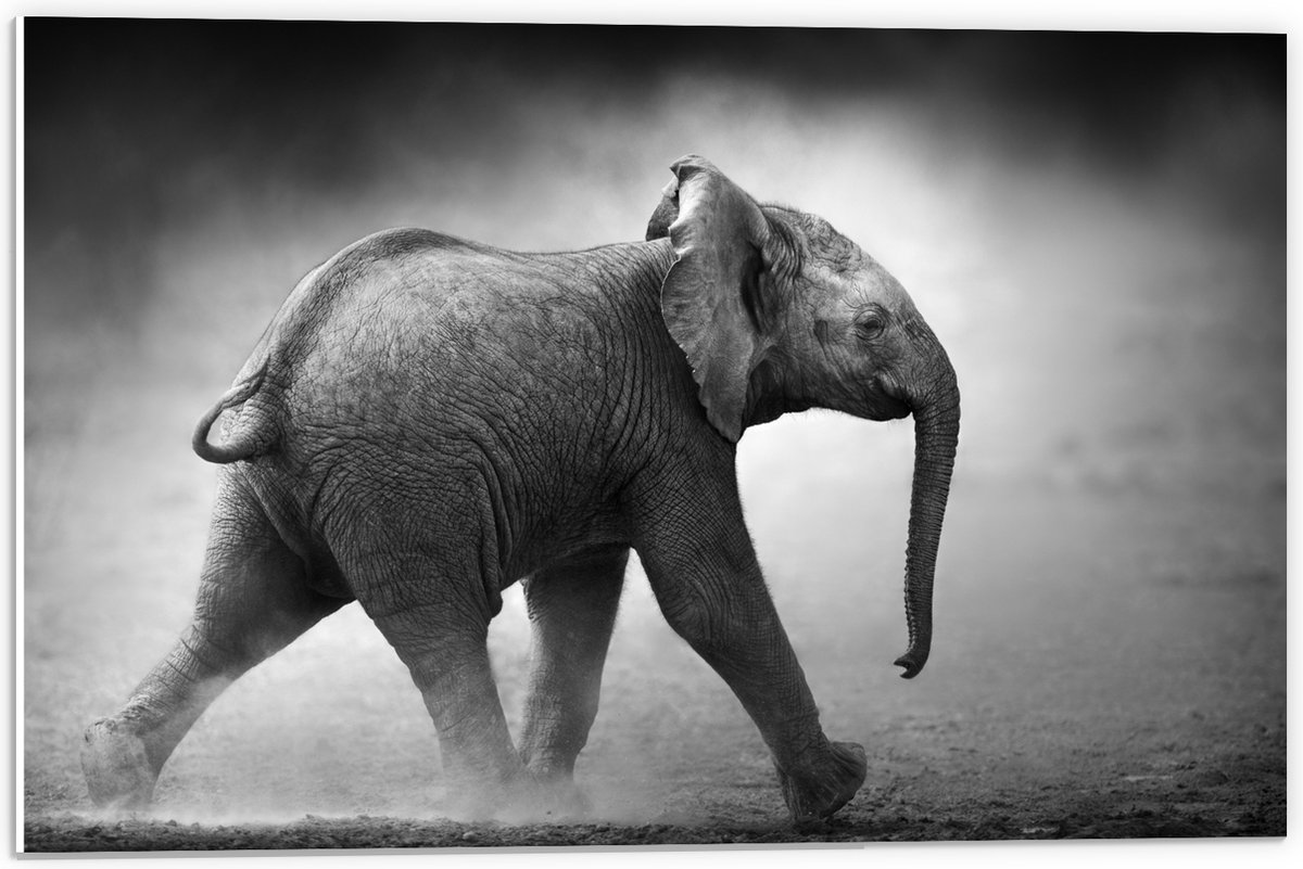 PVC Schuimplaat - Zijaanzicht van Lopende Baby Olifant in het Zwart-wit - 60x40 cm Foto op PVC Schuimplaat (Met Ophangsysteem)