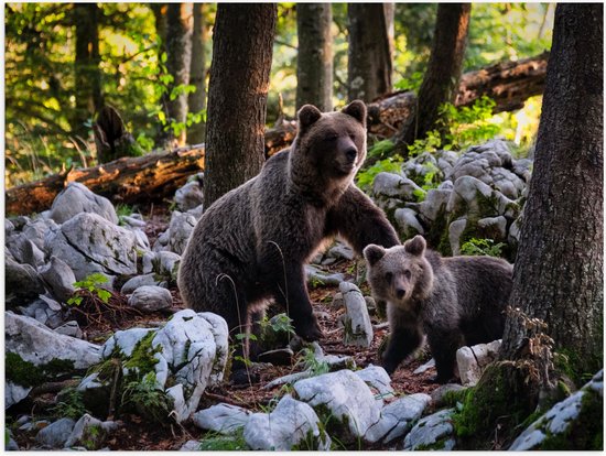 WallClassics - Poster Glanzend – Grizzlybeer met Baby Beer in het Bos