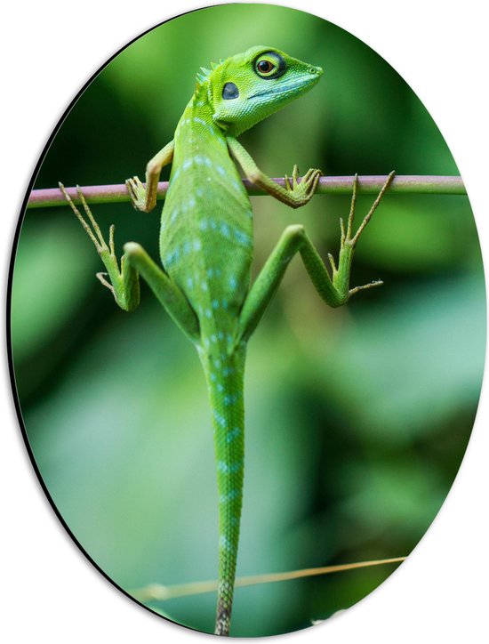 WallClassics - Dibond Ovaal - Groene Kameleon Hangend aan een Takje - 30x40 cm Foto op Ovaal (Met Ophangsysteem)