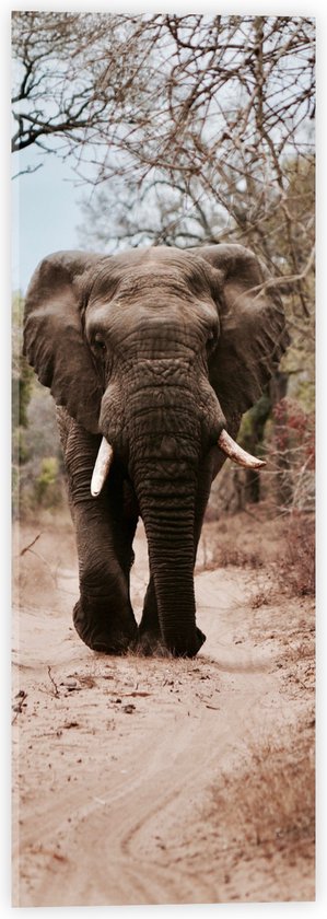 WallClassics - Verre Acrylique - Éléphant marchant sur un chemin de forêt Droog - 20x60 cm Photo sur Verre Acrylique (avec système de suspension)
