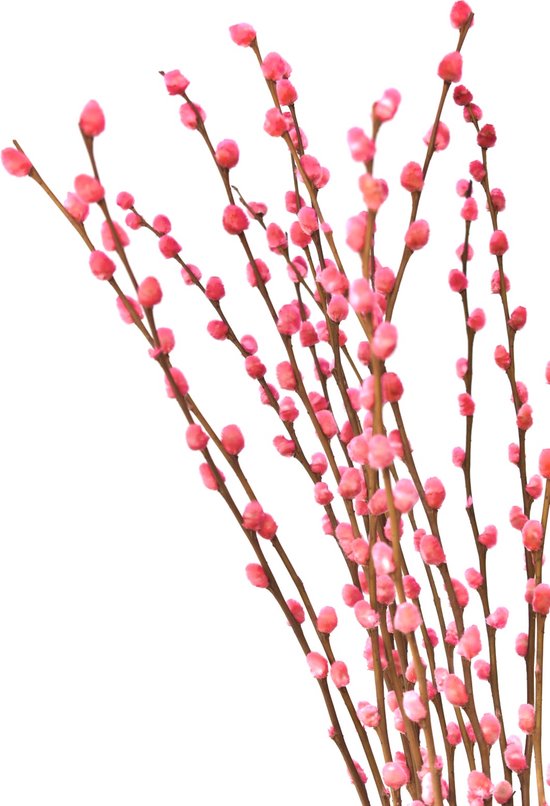 Katjes - Wilgenkatjes - Katjes takken - Roze - 70 cm - Natuurlijk Bloemen