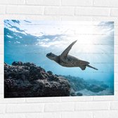 WallClassics - Muursticker - Tropische Zeeschildpad onder het Wateroppervlak - 80x60 cm Foto op Muursticker