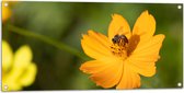 Tuinposter – Gele Bij Zoekend naar Nectar in Gele Bloem - 100x50 cm Foto op Tuinposter (wanddecoratie voor buiten en binnen)