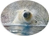WallClassics - PVC Schuimplaat Ovaal - Uitschuddende IJsbeer in het Meer - 28x21 cm Foto op Ovaal (Met Ophangsysteem)