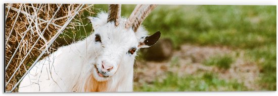 Dibond - Aankijkende Witte Geit - 60x20 cm Foto op Aluminium (Met Ophangsysteem)