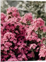 PVC Schuimplaat- Roze Bloementjes - 60x80 cm Foto op PVC Schuimplaat