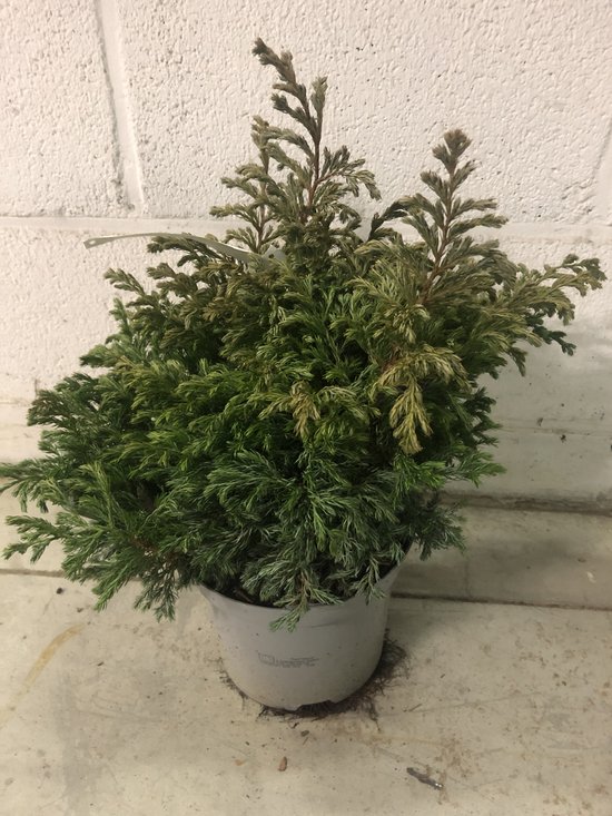 Japanse tuin ideeën + foto's van onze kleine Japanse tuin 23 Chamaecyparis pisifera 'Boulevard' - Japanse Cipres