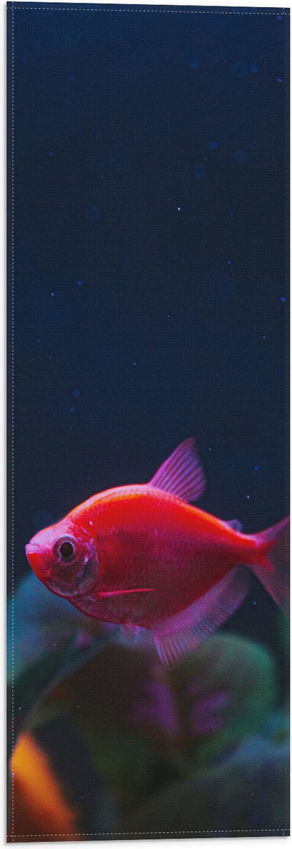 Vlag - Rode Vis in Aquarium - 20x60 cm Foto op Polyester Vlag