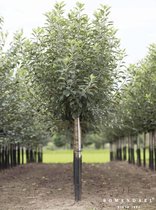 Grote Appelboom | Malus domestica ‘Elstar’ | Halfstam | 280 - 330 cm | Stamomtrek 20-25 cm | 12 jaar