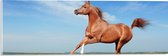 Acrylglas - Rood Arabisch Paard met Blauwe Lucht - 60x20 cm Foto op Acrylglas (Wanddecoratie op Acrylaat)