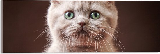 Acrylglas - Portret Britse Langhaar Kitten - 60x20 cm Foto op Acrylglas (Met Ophangsysteem)