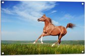 Tuinposter – Rood Arabisch Paard met Blauwe Lucht - 90x60 cm Foto op Tuinposter (wanddecoratie voor buiten en binnen)