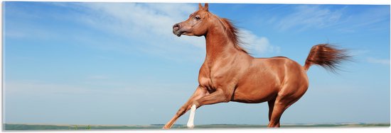 Acrylglas - Rood Arabisch Paard met Blauwe Lucht - 90x30 cm Foto op Acrylglas (Met Ophangsysteem)
