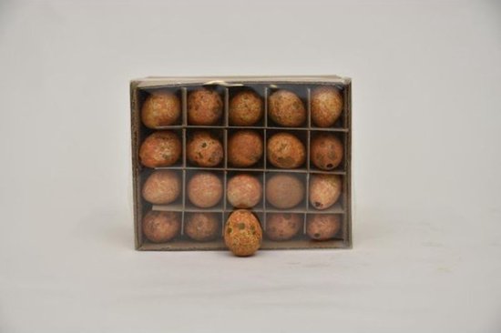 Oeufs de Décoration - Boîte Oeufs de Caille Oranje - 60 Pièces