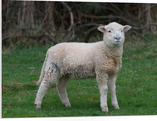 PVC Schuimplaat - Lammetje in het Groene Gras - 80x60 cm Foto op PVC Schuimplaat (Met Ophangsysteem)