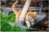 WallClassics - Poster (Matte) - Chaton dans le Jardin - 60x40 cm Photo sur Papier Poster d'aspect Mat
