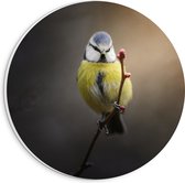 WallClassics - Cercle mural en panneau de mousse PVC - Mésange bleue - 20x20 cm Photo sur cercle mural (avec système d'accrochage)