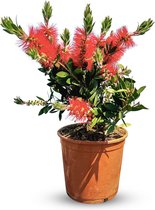 Sunnytree - Plant - Callistemon Citrinus - Lampenpoetser - Struikvorm - Hoogte 60 cm