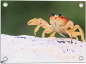 WallClassics - Tuinposter – Krab in het Zand - 40x30 cm Foto op Tuinposter  (wanddecoratie voor buiten en binnen)