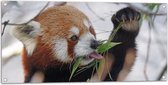 WallClassics - Tuinposter – Kleine Panda Etend aan Blaadje - 100x50 cm Foto op Tuinposter  (wanddecoratie voor buiten en binnen)