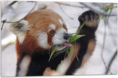 WallClassics - Tuinposter – Kleine Panda Etend aan Blaadje - 105x70 cm Foto op Tuinposter  (wanddecoratie voor buiten en binnen)