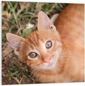 WallClassics - Assiette en Mousse PVC - Oranje Douce Kater - 100x100 cm Photo sur Assiette en Mousse PVC (Avec Système d'accrochage)