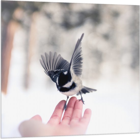 WallClassics - Vlag - Amerikaanse Matkop - 100x100 cm Foto op Polyester Vlag