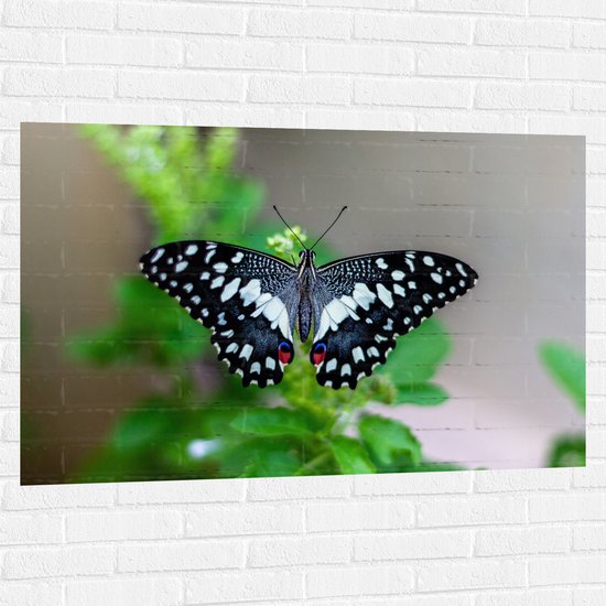 WallClassics - Muursticker - Blauw, Zwart en Wit Gekleurde Vlinder op Groene Bladeren - 120x80 cm Foto op Muursticker