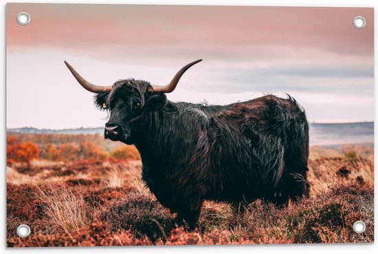 Tuinposter – Zwarte Schotse Hooglander in het Hoge Gras - 60x40 cm Foto op Tuinposter (wanddecoratie voor buiten en binnen)