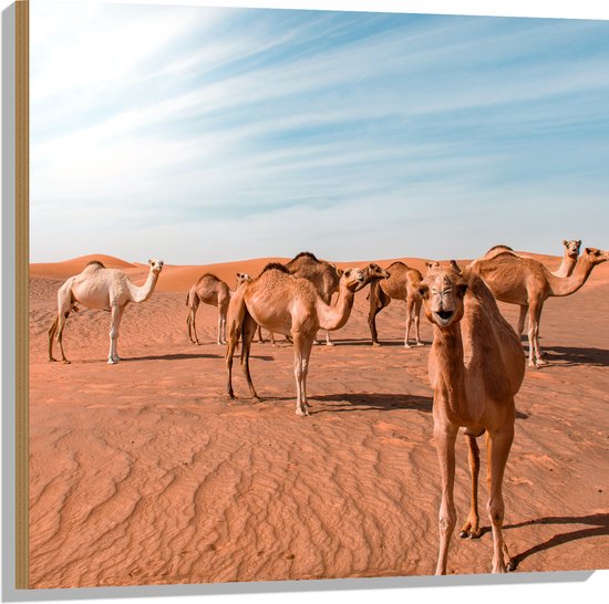 Hout - Dromedarissen in de Woestijn - 80x80 cm - 9 mm dik - Foto op Hout (Met Ophangsysteem)