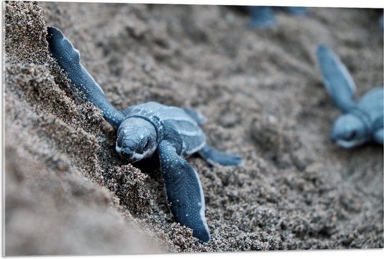 Acrylglas - Baby Schildpadden in het Zand - 90x60 cm Foto op Acrylglas (Met Ophangsysteem)