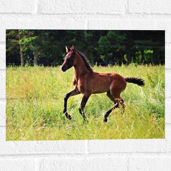 Foto: Wallclassics muursticker huppelend bruin veulen in groen grasveld 40x30 cm foto op muursticker