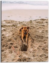 Dibond - Gravende Hond op het Strand - 30x40 cm Foto op Aluminium (Met Ophangsysteem)