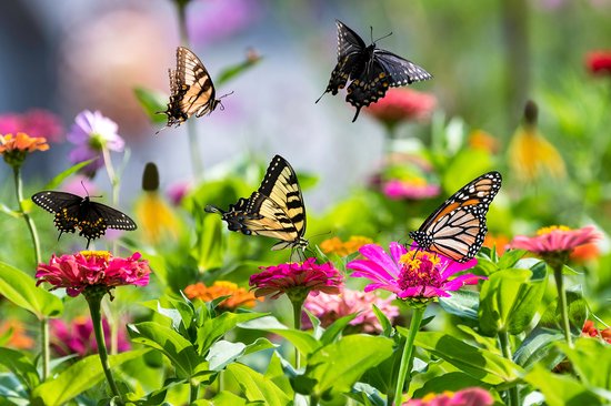 Tuin de Bruijn® zaden - Bloemenmengsel voor bijen en vlinders - voordeelverpakking - 5 gram - Tuin de Bruijn