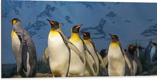 WallClassics - Dibond - Groep Pingiuns onder aan de Sneeuwberg - 100x50 cm Foto op Aluminium (Wanddecoratie van metaal)