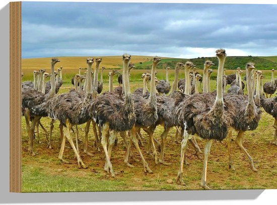 WallClassics - Hout - Kudde Emoes door Landschap bij Heuvels - 40x30 cm - 9 mm dik - Foto op Hout (Met Ophangsysteem)