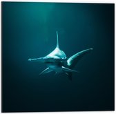 WallClassics - Dibond - Hamerhaai onder in het Water - 50x50 cm Foto op Aluminium (Met Ophangsysteem)