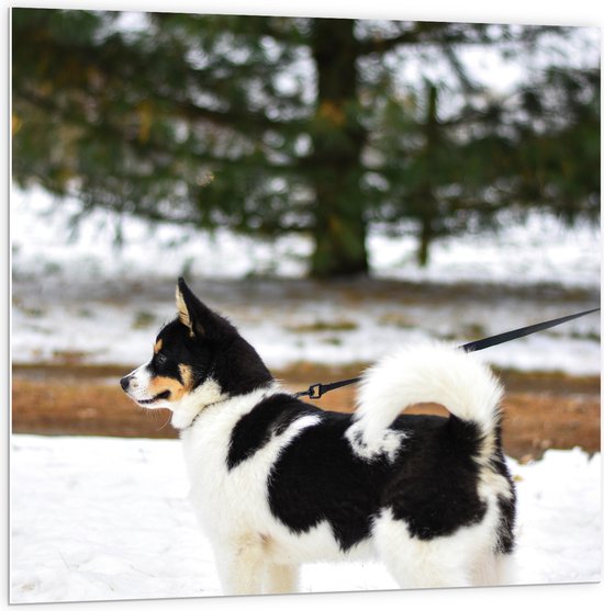 WallClassics - PVC Schuimplaat - Aangelijnde Zwart met Witte Puppy in de Sneeuw - 100x100 cm Foto op PVC Schuimplaat (Met Ophangsysteem)
