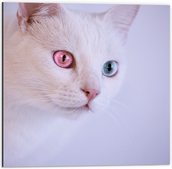 Dibond - Witte Kat met Roze en Blauwe Ogen - 50x50 cm Foto op Aluminium (Wanddecoratie van metaal)