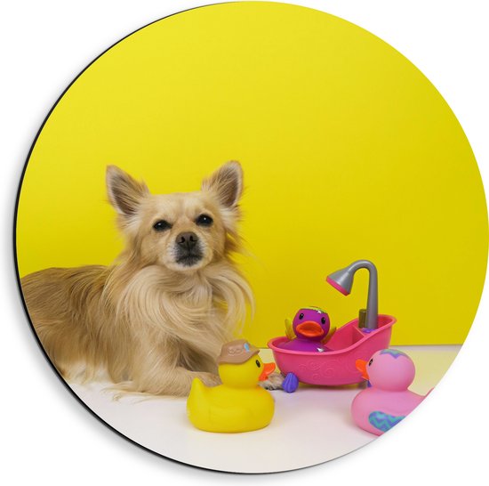 WallClassics - Dibond Muurcirkel - Chihuahua met Roze Badkuip en Eendjes tegen Gele Achtergrond - 40x40 cm Foto op Aluminium Muurcirkel (met ophangsysteem)
