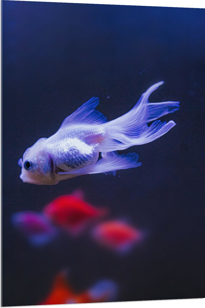 Acrylglas - Mooie Witte Vis in het Aquarium - 80x120 cm Foto op Acrylglas (Met Ophangsysteem)