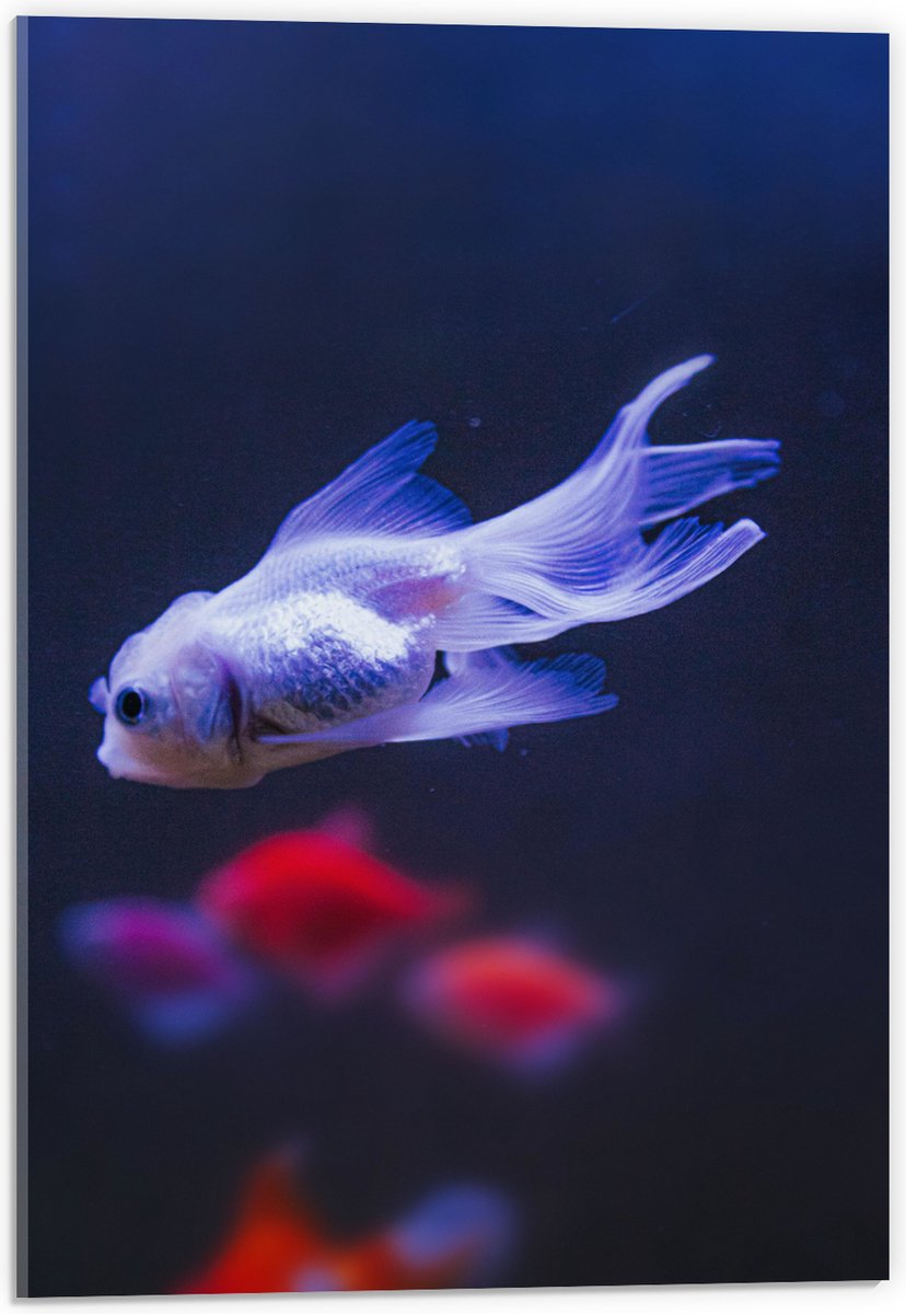 Acrylglas - Mooie Witte Vis in het Aquarium - 40x60 cm Foto op Acrylglas (Wanddecoratie op Acrylaat)