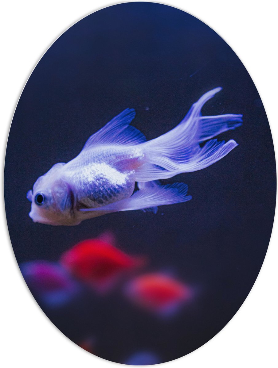 PVC Schuimplaat Ovaal - Mooie Witte Vis in het Aquarium - 60x80 cm Foto op Ovaal (Met Ophangsysteem)