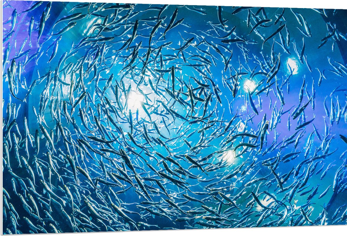PVC Schuimplaat - School Vissen in een Groot Aquarium - 120x80 cm Foto op PVC Schuimplaat (Met Ophangsysteem)