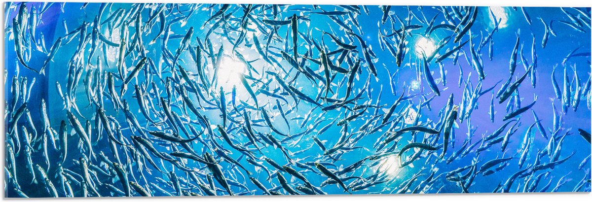 Acrylglas - School Vissen in een Groot Aquarium - 90x30 cm Foto op Acrylglas (Wanddecoratie op Acrylaat)
