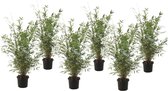 Plant in a Box - Fargesia nitida 'Gansu' - Set van 6 - Wintergroene niet woekerende bamboe - Pot 17cm - Hoogte 50-70cm