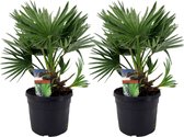 Plant in a Box - Chamaerops 'Vulcano' - Set van 2 - Winterharde Dwergpalm - De perfecte tuinplant - Pot 19cm - Hoogte 35-45cm